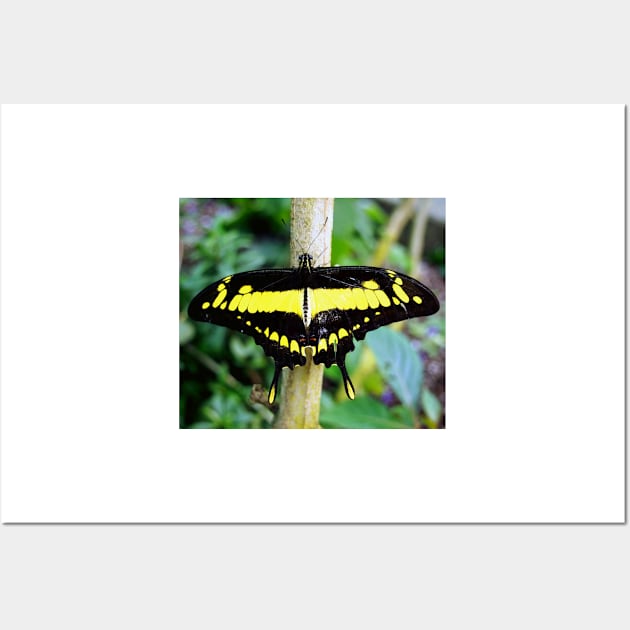 Black and Yellow Butterfly Wall Art by Scubagirlamy